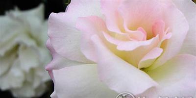 花语大全之冰蔷薇花语是美丽冷清吗