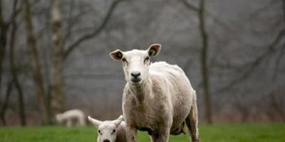 懷孕夢見羊
