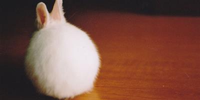 不同時辰出生的屬兔人的動物性格