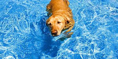 夢見小狗在水裡游泳