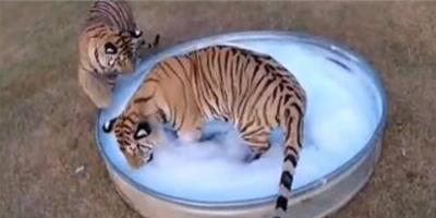 夢見給老虎洗澡
