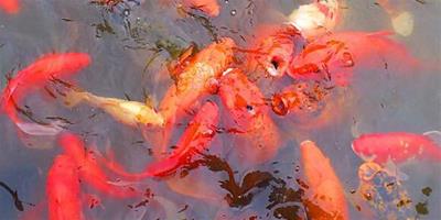 夢見紅鯉魚在水中蹦跳