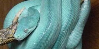 夢見青色的大蟒蛇