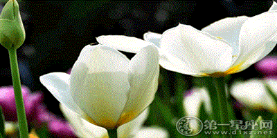 白色鬱金香花語：純情與純潔的象徵