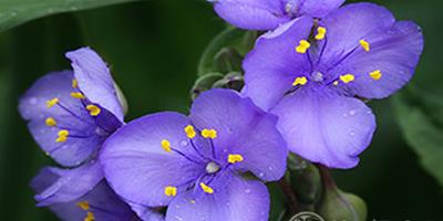 紫羅蘭什麼季節開花，紫羅蘭開花時間