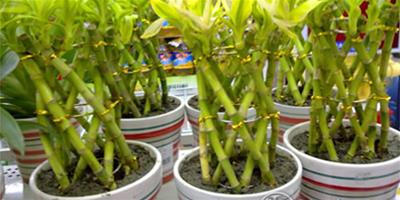富貴竹和百合能一塊養嗎？就看植物習性