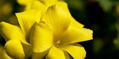 11月27日花語：百慕達奶油花，生日花語強韌