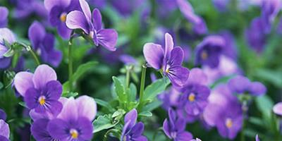 花朵香味大全之紫羅蘭是什麼味道