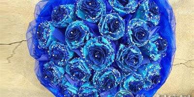 21朵藍色妖姬花語是真誠的愛嗎