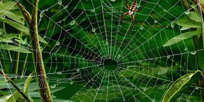 夢見蜘蛛網和蜘蛛擋路