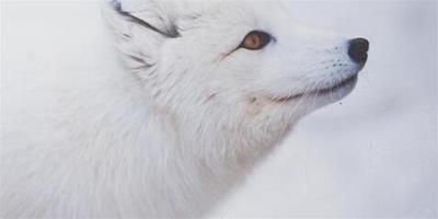 夢見白狐狸代表什麼