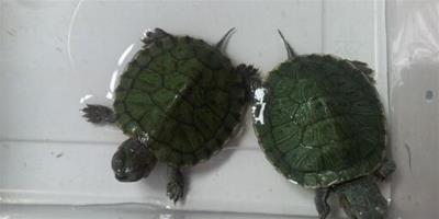 夢見買了兩隻大烏龜