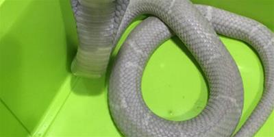 蛇年是哪年？吉星“龍德”對生肖蛇2018財運的影響
