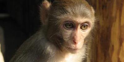 屬猴人的出生年份影響其一生命運及2018年的生活
