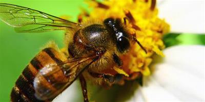 夢見蜜蜂是什麼意思