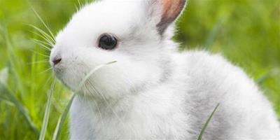 兔年出生的人的命運分析：2018年屬兔人的命運如何？