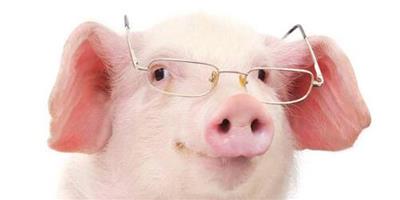 生肖屬豬的人明年的財運應該從哪些方面考慮？