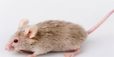 屬鼠人明年生活中會遇到哪些困擾和麻煩？