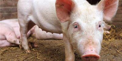 能夠造成屬豬人明年氣運不佳的因素有哪些？