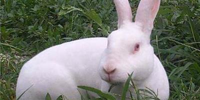 生肖兔今年流年不利 明年屬兔的人是否能轉運？