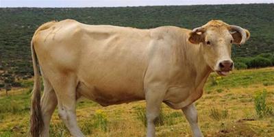 生肖牛的命運 對屬牛人明年運勢是否會有幫助？