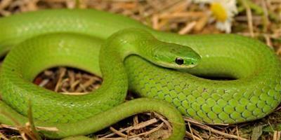 夢見一條綠色的蛇