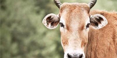 生肖屬牛的人在明年做什麼事情會比較順？