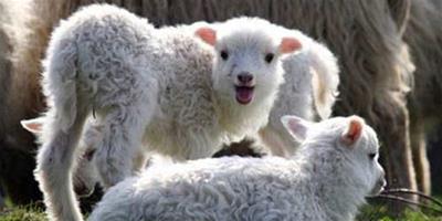 1991屬羊的人出生在哪個時辰財運好？