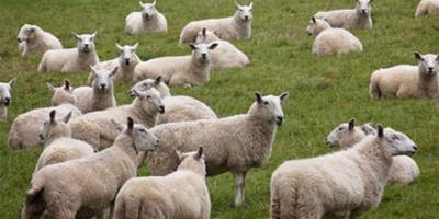 流年破太歲對91年出生的屬羊人影響大嗎？