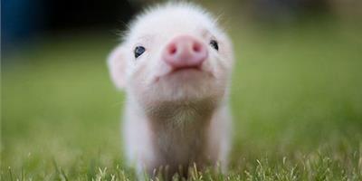 周公解夢：夢到小豬崽是什麼意思