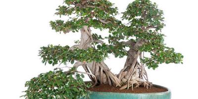 風水植物：榕樹盆景的風水特點介紹