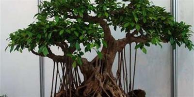 如何培養榕樹盆景的氣根？掌握相關技巧