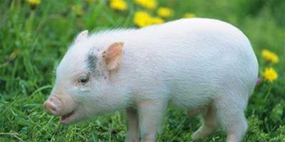 屬豬的人幾月份出生能夠擁有好的運勢？