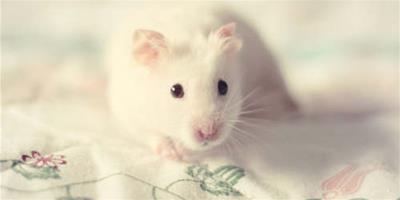 小白鼠出現在夢境中是吉是凶？顏色很重要