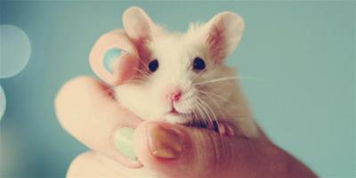 夢見小白鼠象徵著哪些運勢有所變化？