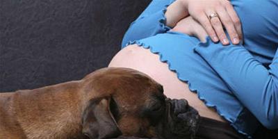 孕婦為何會做夢夢到狗？內心情緒有所變化
