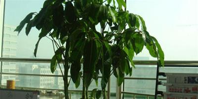 旺財植物：風水中常見的招財樹介紹