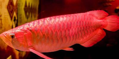 風水魚：養殖紅龍魚應該注意哪些事項？