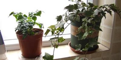 為什麼家裡養的綠色植物枯萎得很快