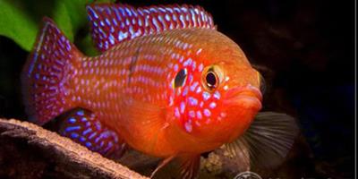 紅寶石魚怎麼養 紅寶石魚風水作用