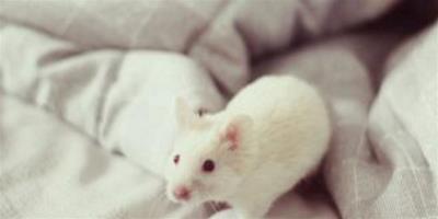 夢見老鼠爬到床上
