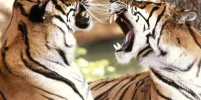 夢見老虎在打架