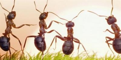 夢到身上很多螞蟻