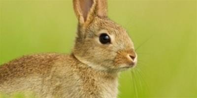 屬兔的人不能養什麼花？2018年適合屬兔的花