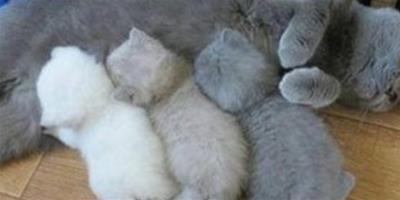 做夢夢到貓生了很多小貓