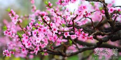 催旺桃花運的植物有哪些 家中放什麼花催桃花