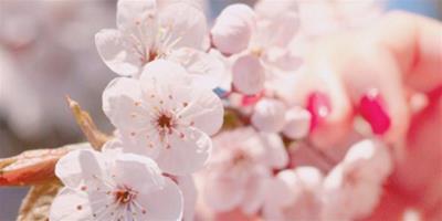 春天會為你帶來美美的桃花運嗎？