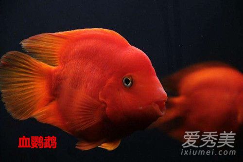 風水魚有哪些十大風水魚排名圖片19 天天運勢