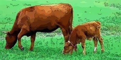 1997年屬牛人2021年運勢男女性 97牛的今年本命年每月運勢