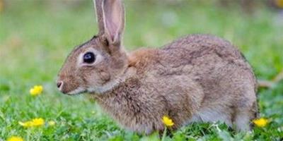 屬兔2022年運勢及運程詳解 2022年屬兔人的全年每月運勢
